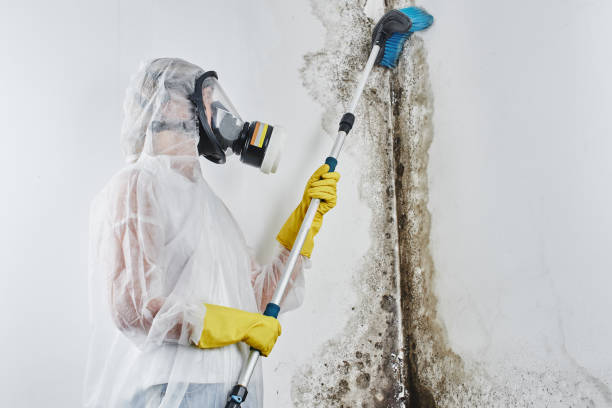 Best Basement Mold Remediation in , WI