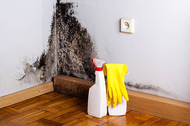 Best White Mold Remediation in , WI
