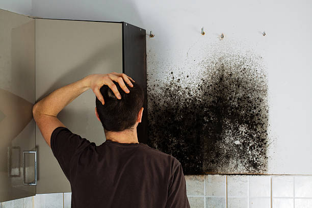 Best Post-Flood Mold Remediation in , WI
